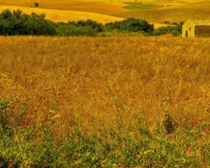 Il Mediterraneo inteso come 'mille cose insieme', raccontato attraverso armonia, salute e bellezza. Sono i temi attorno a cui si sviluppa il cluster del Bio - Mediterraneo,il più grande dei nove di Expo Milano 2015. Sono undici i Paesi che lo compongono: Grecia, Libano, Egitto, Tunisia; Algeria, Malta, San Marino, Albania, Serbia, Montenegro, con la Sicilia a fare da capofila. Un filo comune li lega: quello delle colture tipiche dell'area mediterranea, il grano, l'olio e il vino. In altre parole, la dieta mediterranea. ANSA/UFFICIO STAMPA +++ ANSA PROVIDES ACCESS TO THIS HANDOUT PHOTO TO BE USED SOLELY TO ILLUSTRATE NEWS REPORTING OR COMMENTARY ON THE FACTS OR EVENTS DEPICTED IN THIS IMAGE; NO ARCHIVING; NO LICENSING +++