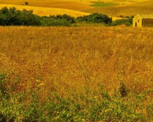 il mediterraneo inteso come 'mille cose insieme', raccontato attraverso armonia, salute e bellezza. sono i temi attorno a cui si sviluppa il cluster del bio - mediterraneo,il più grande dei nove di expo milano 2015. sono undici i paesi che lo compongono: grecia, libano, egitto, tunisia; algeria, malta, san marino, albania, serbia, montenegro, con la sicilia a fare da capofila. un filo comune li lega: quello delle colture tipiche dell'area mediterranea, il grano, l'olio e il vino. in altre parole, la dieta mediterranea. ansa/ufficio stampa +++ ansa provides access to this handout photo to be used solely to illustrate news reporting or commentary on the facts or events depicted in this image; no archiving; no licensing +++