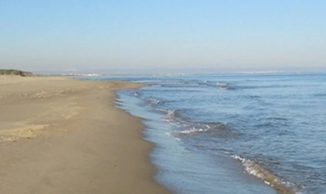 mare