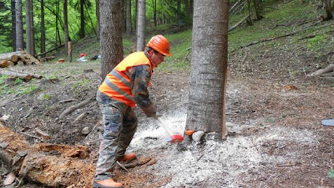 operai-forestali-lavoro