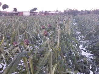 DEVINCENZIS: INTERVENTO STRUTTURALE DELLA REGIONE PER LA CANCELLAZIONE DEL CONTRIBUTO EIPLI agricoltura