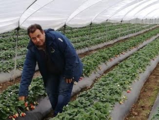 agricoltura