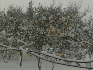 neve 1 radio laser news matera potenza puglia basilicata