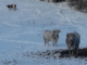 neve radiolaser news matera potenza puglia basilicata