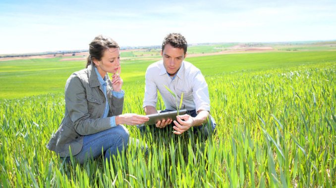 Agronomist looking at wheat quality with farmer