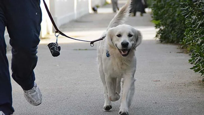 cane