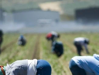 agricoltura