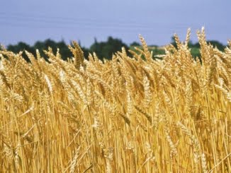 agricoltura
