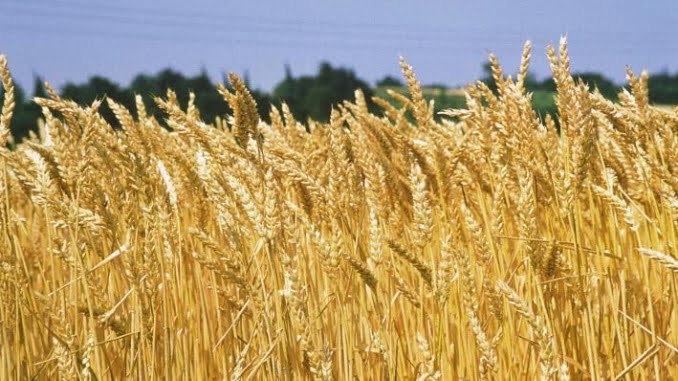 grano