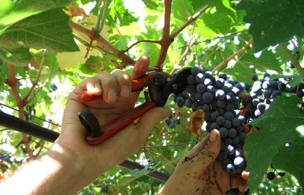vendemmia vite