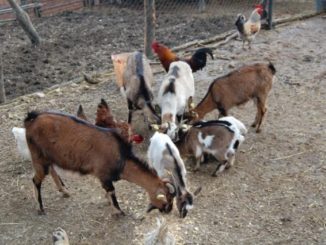 agricoltura