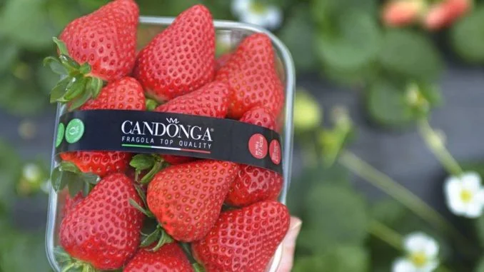 candonga