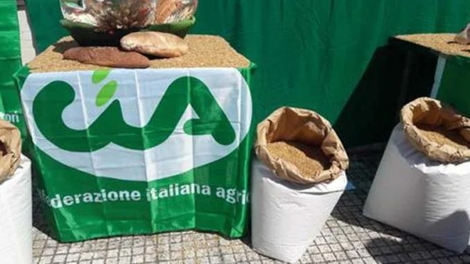 cia grano 2