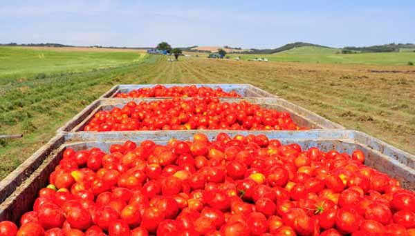 pomodoro