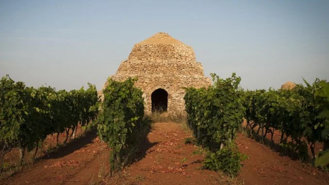 vigneto primitivo manduria