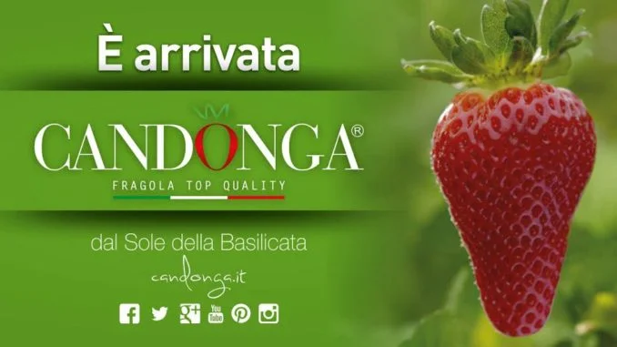 candonga