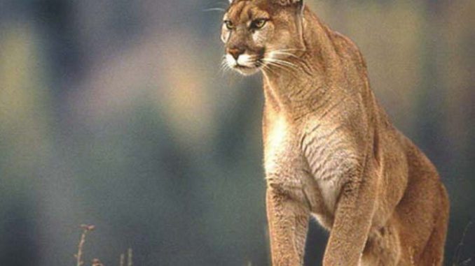Pantera online o puma