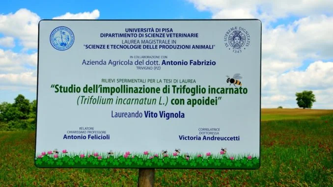 trifoglio 1