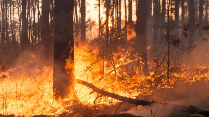 Big forest fire in pine stand
