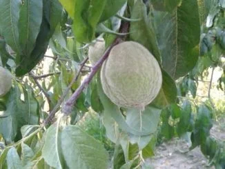 agricoltura