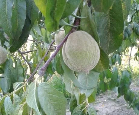 Tursi 2