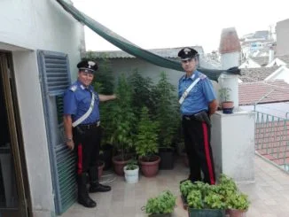 Pisticci: Arrestato un 56enne, coltivava cannabis sul terrazzo