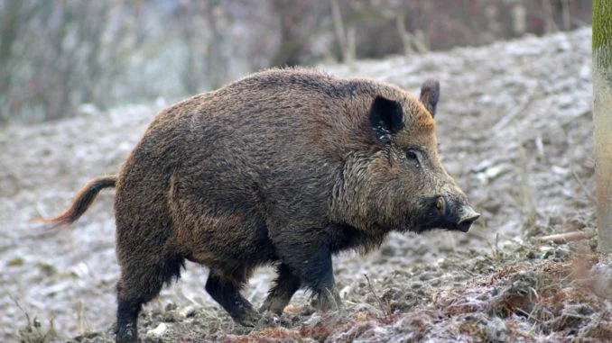 cinghiale