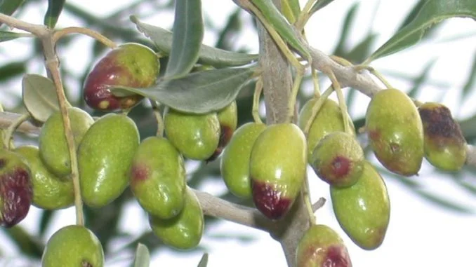 olive colpite da mosca-olearia