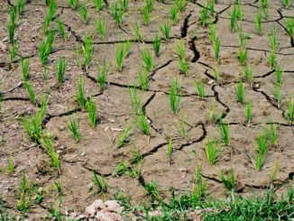 SICCITA’: PER COLDIRETTI NECESSARIO PUNTARE SUI PICCOLI INVASI agricoltura