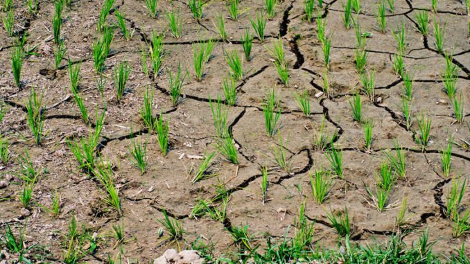 campo_arido