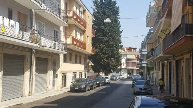 cipresso