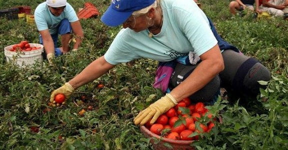 raccolta-pomodori