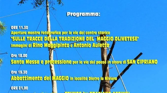 oliveto l.