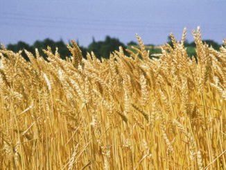 agricoltura