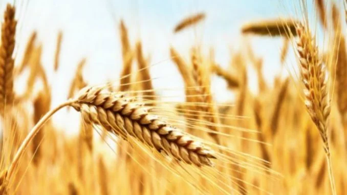 Grano
