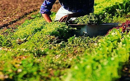 agricoltura-braccianti-02