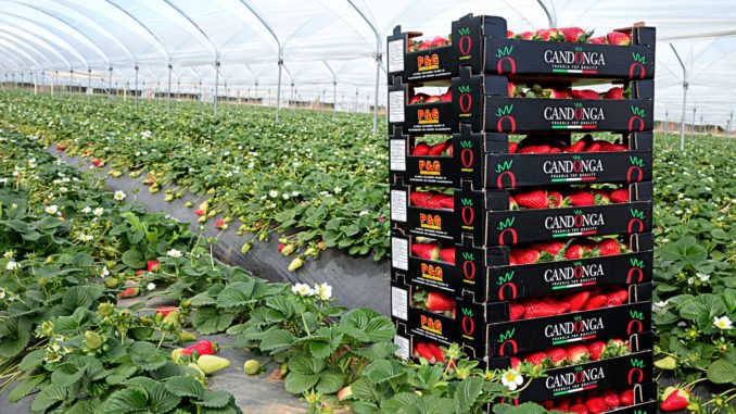 CAMPO VARIETA' SABROSA E PACKAGING MARCHIO CANDONGA FRAGOLA TOP QUALITY