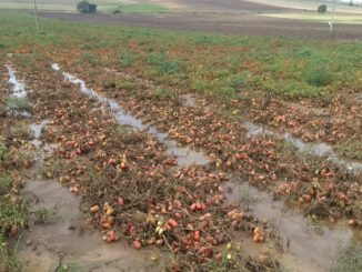 agricoltura