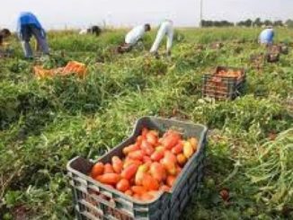 agricoltura