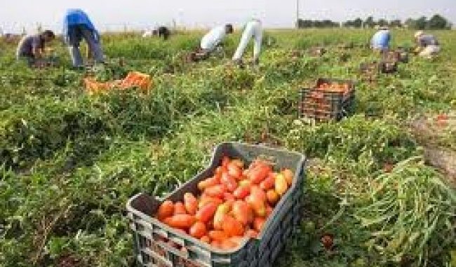 raccolta pomodoro