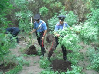Maratea (PZ): Coltivazione illegale di canapa indiana. Una persona arrestata dai Carabinieri.