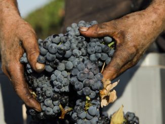 vendemmia 2018, primitivo di manduria in controtendenza: buona qualità, quantità in calo e tenuta dei prezzi