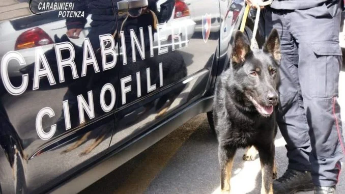 CARABINIERI CINOFILI