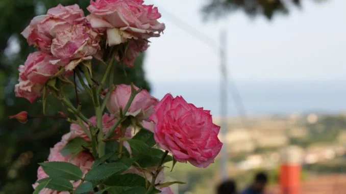 Roseto C.S. - Angoli e balconi fioriti.