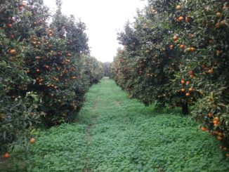 agricoltura