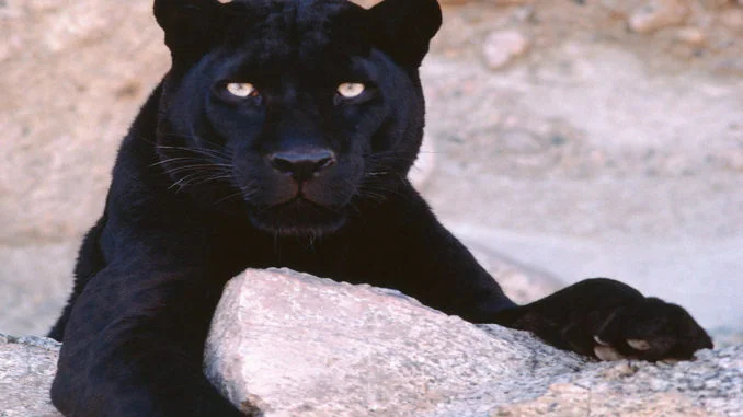 pantera-nera-1280x800