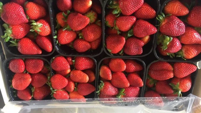 FRAGOLE