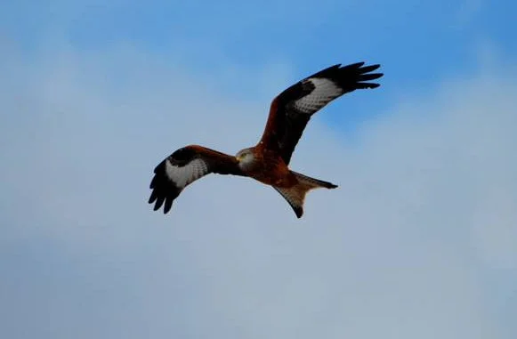 aquila parco murgia