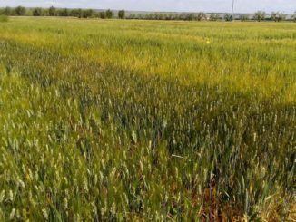 agricoltura