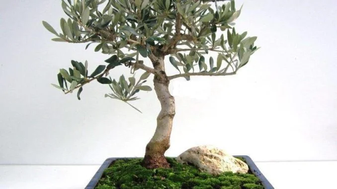 bonsai 3